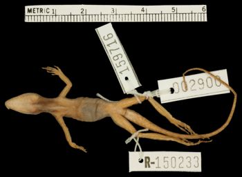 Media type: image;   Herpetology R-150233 Aspect: ventral